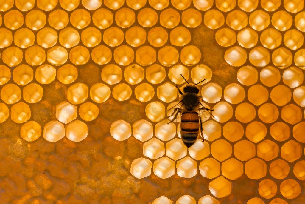 DRESDEN
, SAXONY
, GERMANY &#8211; 2020/04/16: A Carniolan honey bee (Apis mellifera carnica) crawling on a honeycomb, some of the cells sealed. (Photo by Frank Bienewald/LightRocket via Getty Images)